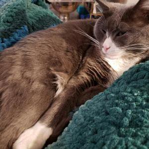 Lost Cat BODHI