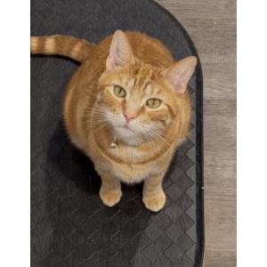 Lost Cat Biscotti (Scotti)