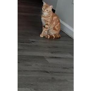 Lost Cat Tigger