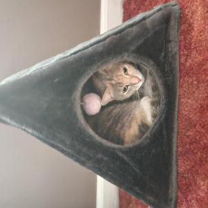 Image of Blanche, Lost Cat