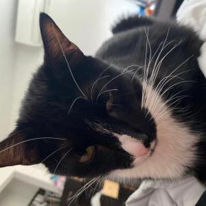 Lost Cat Andy