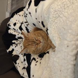 Image of Lars, Lost Cat