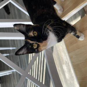 Image of May, Lost Cat
