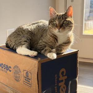 Lost Cat Mark