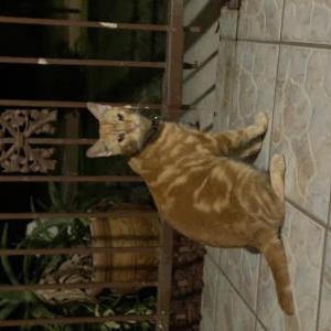 Lost Cat Lee