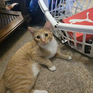 Lost Cat Cream
