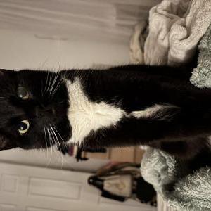 Lost Cat Fiona