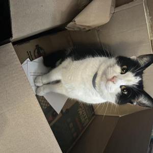Image of Pippi, Lost Cat