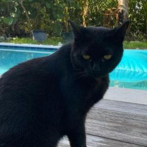 Image of Scarlet, Lost Cat