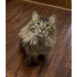 Lost Cat Krypto