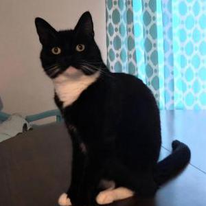 Image of Wizard, Lost Cat