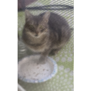 Found Cat Unknown