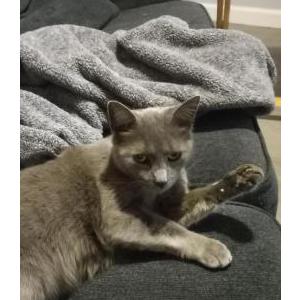Lost Cat Babs
