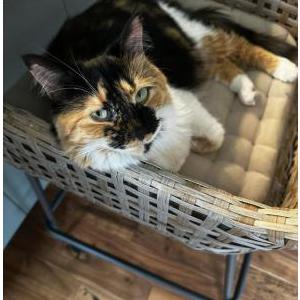 Lost Cat Hazel