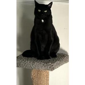 Lost Cat Toby