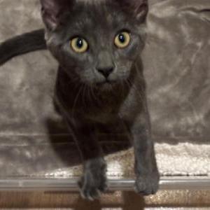 Lost Cat Stormy