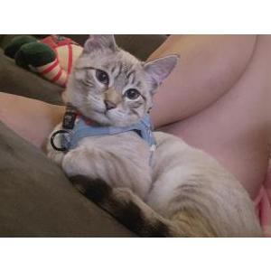 Image of Snowball, Lost Cat