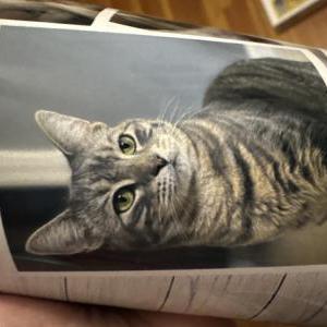 Image of Kitty, Lost Cat