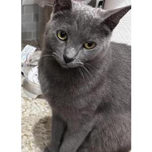 Lost Cat Vinny