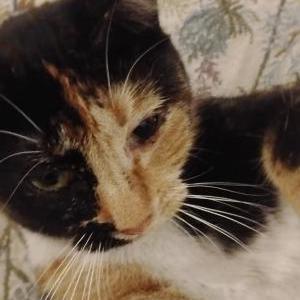 Lost Cat Lucy