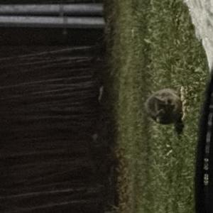 Image of Unknown, Found Cat
