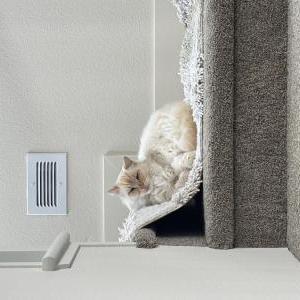 Image of Leo, Lost Cat