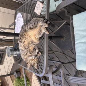Lost Cat Cleo