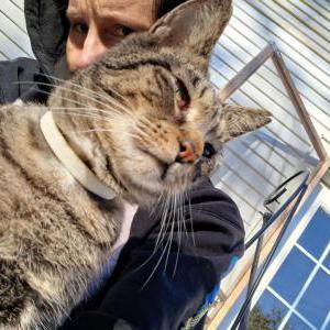 Image of Gigi, Lost Cat