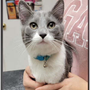 Image of Unknown, Found Cat