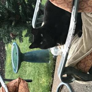Lost Cat Bob