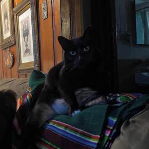 Image of Ouija, Lost Cat