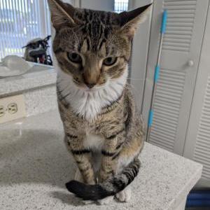 Lost Cat Alani