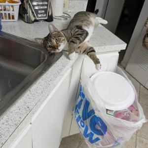 2nd Image of Alani, Lost Cat