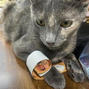 Lost Cat Blueberry
