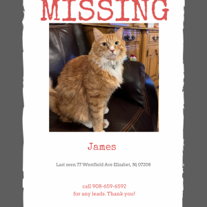 Lost Cat James