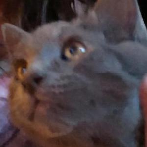Lost Cat Twin