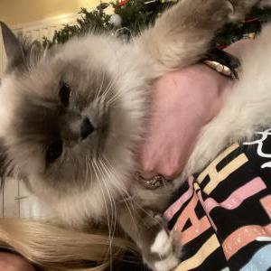 Found Cat Unknown