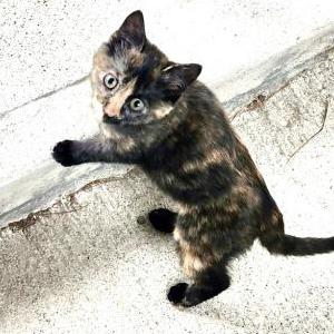 Image of Unknown, Found Cat