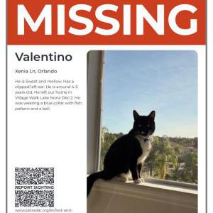 Lost Cat Valentino