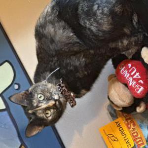 Image of Mocha, Lost Cat