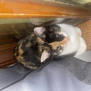 Lost Cat Allie