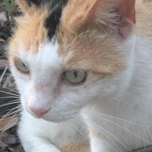 Image of Fresca, Lost Cat