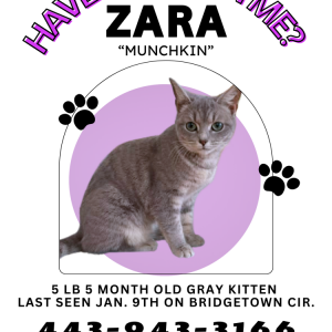 Lost Cat Zara