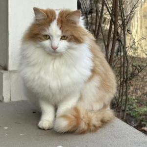 Lost Cat Tom