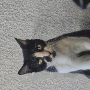 Lost Cat Sassy