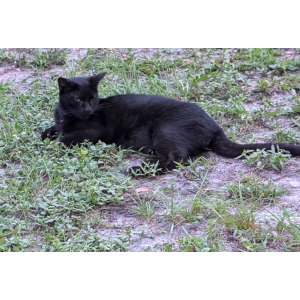 Lost Cat Binx