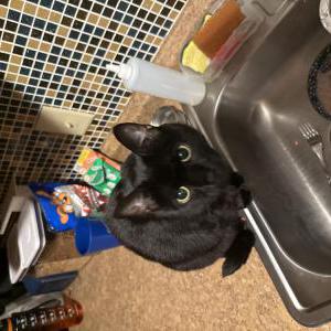 Lost Cat Tulip
