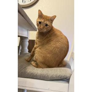 Image of Ferguson/fergie, Lost Cat