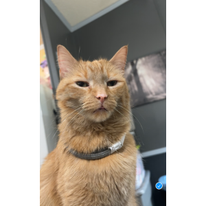Image of Shirley, Lost Cat