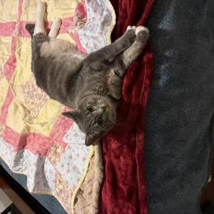 Lost Cat Chestnut